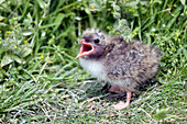 Arctic tern chick