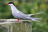 Arctic tern