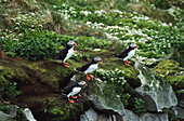 Group of puffins on a cliff top