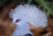 Western crowned pigeon