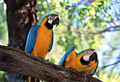 Blue and yellow macaws,Ara ararauna,on a branch