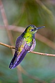 Buff-tailed coronet hummingbird