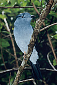 Male Madagascar cuckoo roller