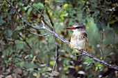 Brown-hooded kingfisher