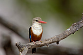 Grey-headed kingfisher