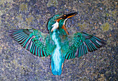 Dead female kingfisher