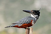 Giant kingfisher female