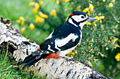 Male great spotted woodpecker