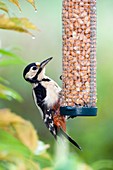 Great spotted woodpecker feeding