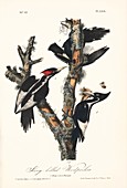 Ivory-billed woodpeckers,artwork