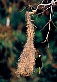 Montezuma oropendola (Gymnostinops sp.) by nest