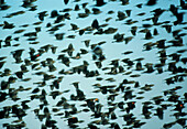 Flock of mixed blackbirds
