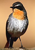 Cape robin