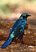 Greater blue-eared glossy starling