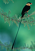 Shaft-tailed whydah