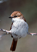 Marico flycatcher