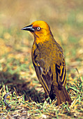 Cape weaver