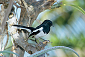 Male Madagascar magpie-robin