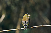 Female greenfinch