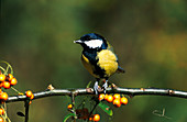 Great tit