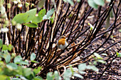Robin sitting on common hydrangea