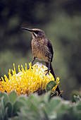 Cape sugarbird