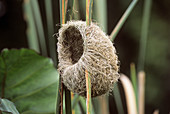Thick-billed weaver nest