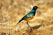 Superb starling