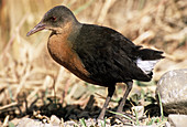 Rouget's rail