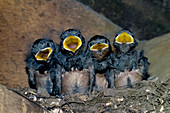 Swallow chicks