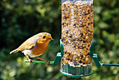 Robin on a feeder