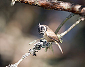 Crested tit (Lophophanes cristatus)