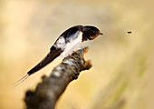 Male swallow