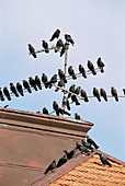 Jackdaws