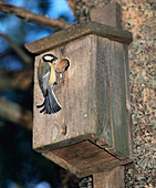 Great tit