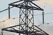 European starlings on a pylon