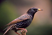 European starling