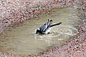 Pied wagtail bathing