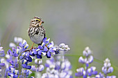 Savannah sparrow