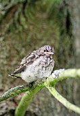 Spotted flycatcher fledgling