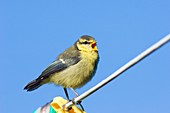 Juvenile blue tit calling