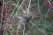 Female blackbird on a hawthorn bush