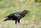 Cape crow juvenile
