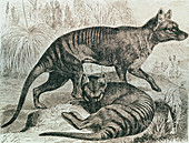 Engraving of the Tasmanian wolf