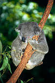 Koala sleeping