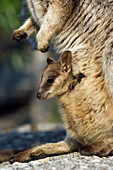 Mareeba rock-wallaby joey