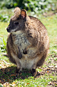 Parma wallaby