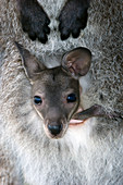 Red-necked wallaby joey
