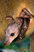 Swamp wallaby joey