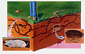 Mole tunnels,artwork